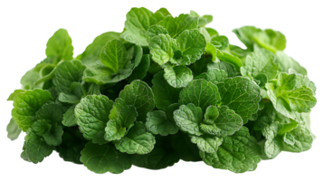 AI generated Medicinal plants catnip on a transparent background png