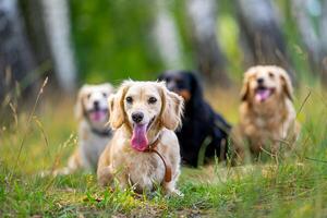 Young dogs are posing. Cute doggies or pets are looking happy on nature background. photo