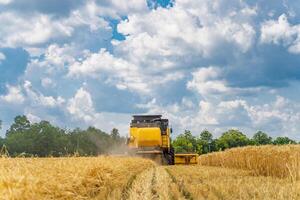 Selective focus on working combine in field with dry wheat. Gathering wheat. photo