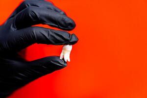 Dentist in black latex gloves holds tooth model for education. Red background. photo