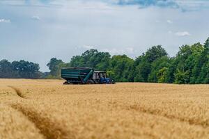 Process of gathering a ripe crop from the fields. Combine harvester in action on wheat field. Closeup photo