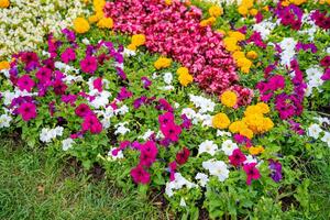 Lush flower beds in the summer garden. A bright sunny day.Wide photo. photo