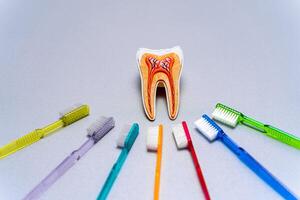 Different colorful tooth brushes lay around educational tooth model. photo