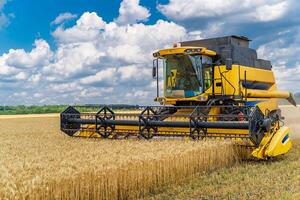 Heavy technics in wheat field. Yellow combine harvesting dry wheat. Observing process. Front view. photo