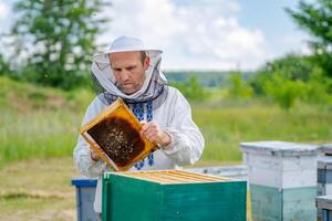 Man working in apiary. Protective clothes. Apiculture. Beekeeping concept. photo