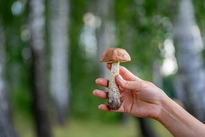 Mushrooms on a wood background outdoors. photo