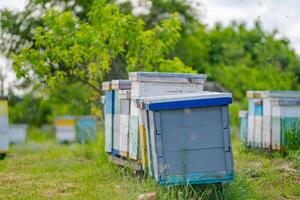 Raw of colorful hives on green meadow. Colorful hives in garden. Bees and honey concept. Apiculture. photo