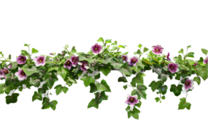 AI generated Morning Glory Vine with Purple Flowers png