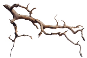 AI generated Driftwood Branch png