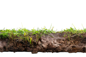 AI generated Cross-Section of Soil Showing Grass and Roots png