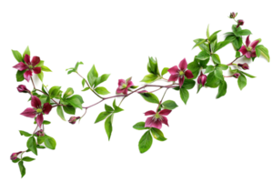 AI generated Morning Glory Vine with Purple Flowers png