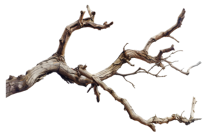 ai generato Driftwood ramo png