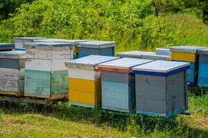 Colorful hives of bees on a meadow in summer. Hives in an apiary with bees flying to the landing boards. Apiculture. Bee smoker on hive. photo