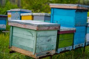 urticaria en un colmenar. vida de trabajador abejas. trabajo abejas en colmena. apicultura. abeja fumador en colmena. foto