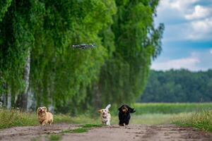 alegre y linda grupo de pequeño raza perros en naturaleza antecedentes. Doméstico mascotas son corriendo a captura dron foto