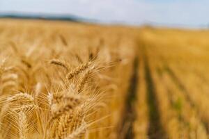 Wheat ears on front view. Wheat harvest background. Gold field and blue sky above. photo