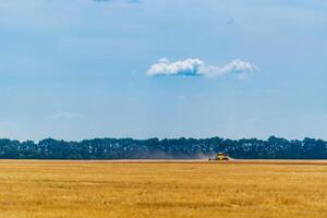 Gold wheat flied before harvesting. Blue sky above. photo