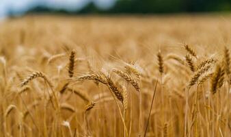 Beautiful photo of dried wheat in sunrays. Blurred background. Gold and blue colors in landscape.