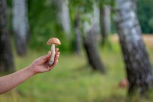 Woman holding mushroom. Whte mushroom in hands. Blurred wood background. Green forest background. photo