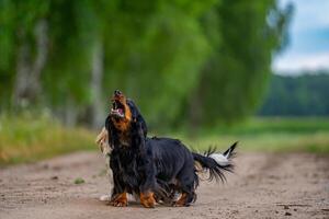 Dog playing outside. Looking above and running ahead. Nature background. Small breed. photo