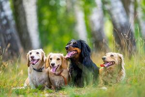 Different breeds of dogs are sitting in line on nature background. Cute pets are walking. photo
