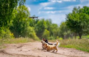 Three dogs jumping while trying to catch a dron. Nature background. Small breeds. photo