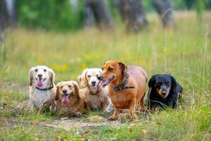 Different breeds of dogs are sitting in line on nature background. Cute pets are walking. photo