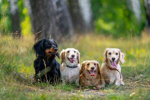 Dogs are sitting on grass. Blurred background. Cute pets in garden. photo