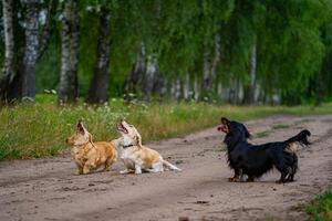 Three dogs jumping and trying to catch a dron. Nature background. Small breeds of pets. photo