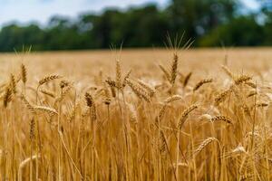 Wheat ears on front view. Wheat harvest background. Gold field and blue sky above. photo