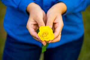 Woman hands holding yellow flower. Cropped photo. Two hands and one rose. Selective focus on hands. photo