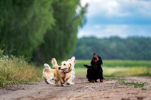 Four dogs playing outside. Pets looking above and running ahead. Nature background. Small breeds. photo