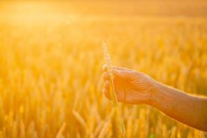 Ears of yellow wheat fields in man hands in the field. Close up nature photo. Idea of a rich harvest. photo