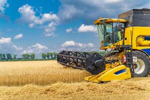 Grain harvesting combine in a sunny day. Yellow field with grain. Agricultural technic works in field. photo