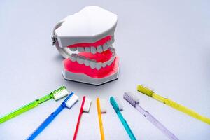 Colorful tooth brushes lay around educational jaw model. Oral care concept. photo