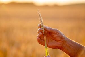 Ears of yellow wheat fields in man hands in the field. Close up nature photo. Idea of a rich harvest. photo