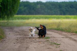 Two dogs playing outside. Looking above and running ahead. Nature background. Small breeds. photo