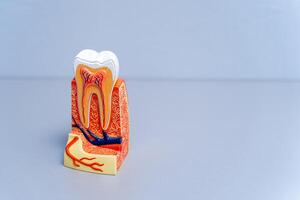 Plastic educational teeth model for dentists. Stomatology concept. photo