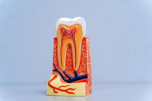 Plastic educational teeth model for dentists. Stomatology concept. photo