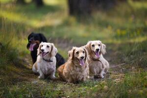 Different dog breeds. Looking straightforward. Green grass background. photo