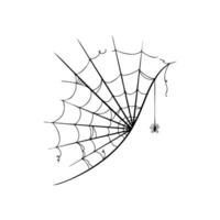 Doodle spider web icon on white background. vector