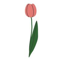 tulHand drawn cute cartoon illustration of tulip flower with leaves. Flat vector spring plant sticker in colored doodle style. Blooming plant, botany icon or print. Isolated on background.