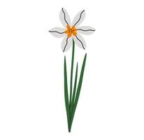 Hand drawn cute cartoon illustration of narcissus flower with leaves. Flat vector spring plant sticker in colored doodle style. Blooming daffodil, botany icon or print. Isolated on background.