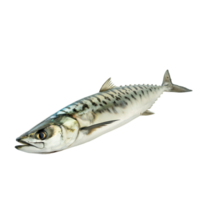 ai genererad makrill på transparent bakgrund png