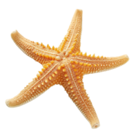 ai gerado estrelas do mar em transparente fundo png