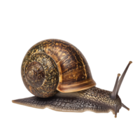 AI generated Snail on transparent background png