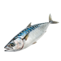 AI generated Mackerel on transparent background png