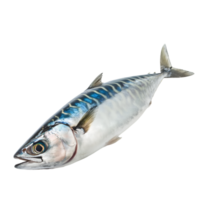 ai genererad makrill på transparent bakgrund png