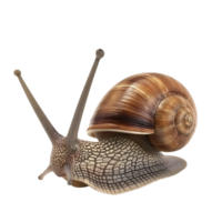 ai generado caracol en transparente antecedentes png