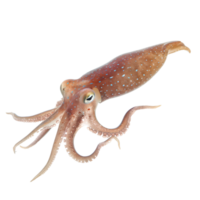 AI generated Squid on transparent background png